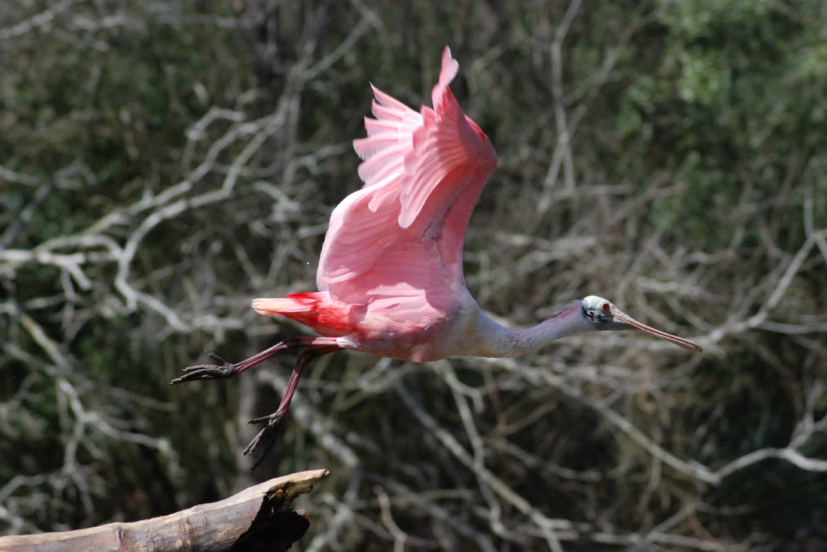 Bay Area Pink Bird