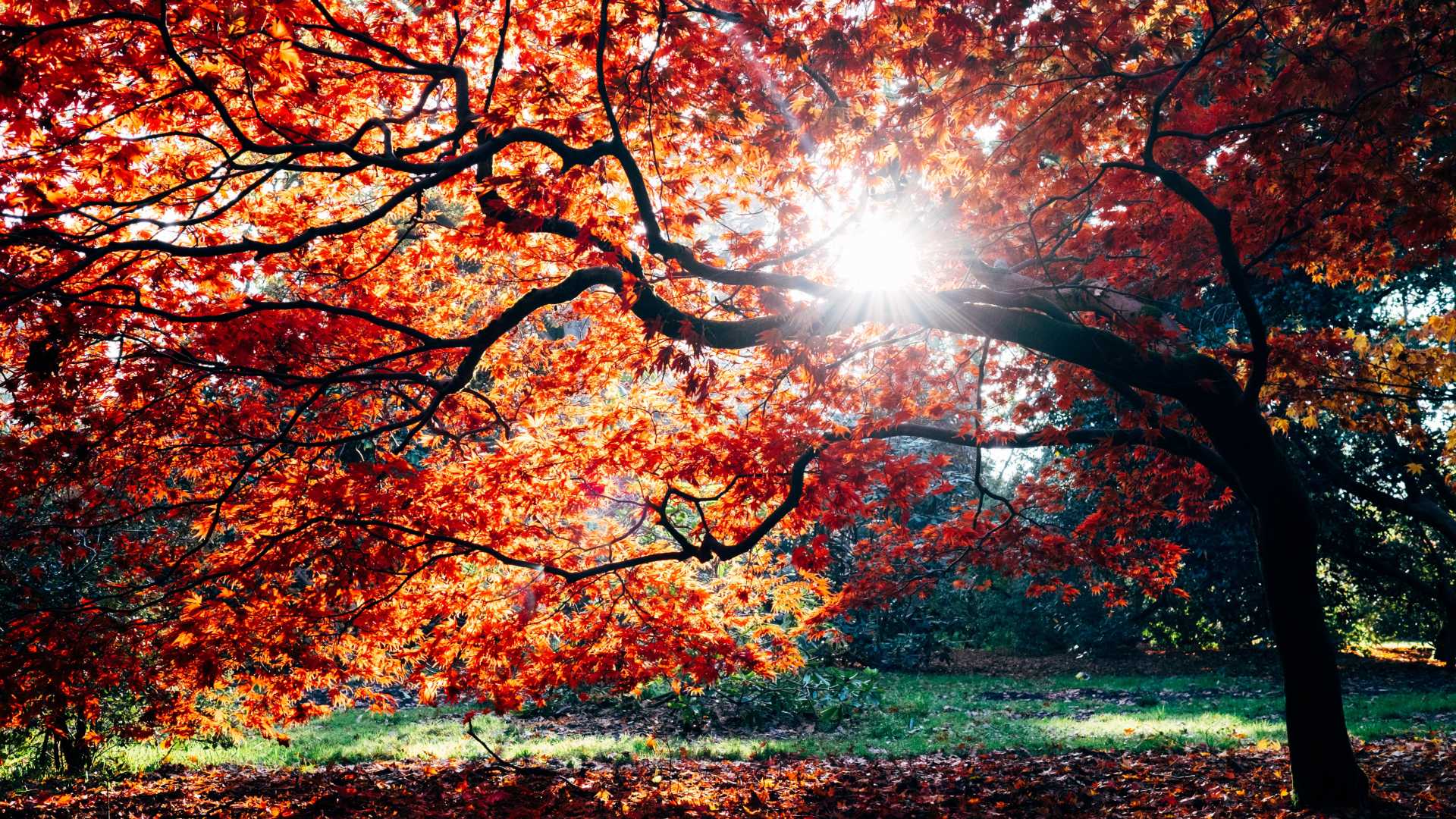 Fall Foliage on Tree